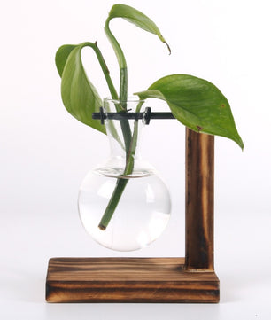 Terrario hidropónico para plantas florales