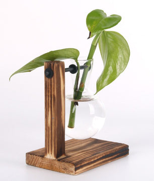 Terrario hidropónico para plantas florales