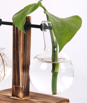 Terrario hidropónico para plantas florales