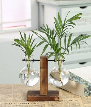 Terrario hidropónico para plantas florales